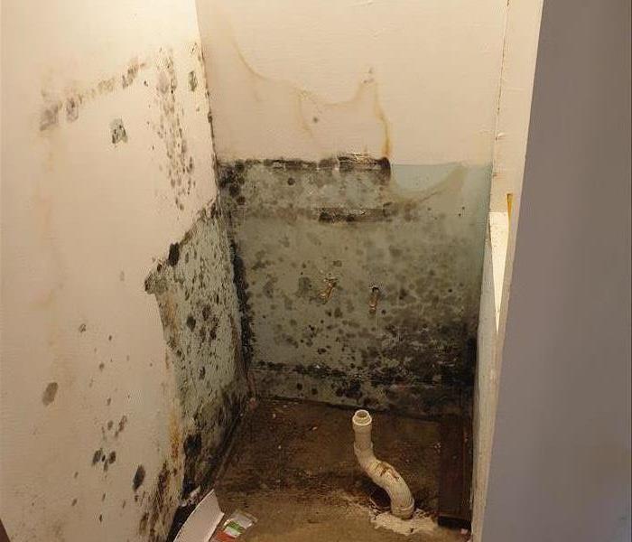 Severe mold infestation on wall.