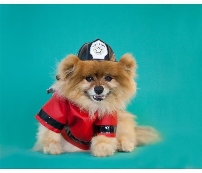 Pomeranian dressed as firefighter